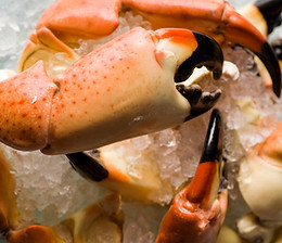 Seven Local Spots to Crack Open Stone Crab Claws in Naples.jpeg
