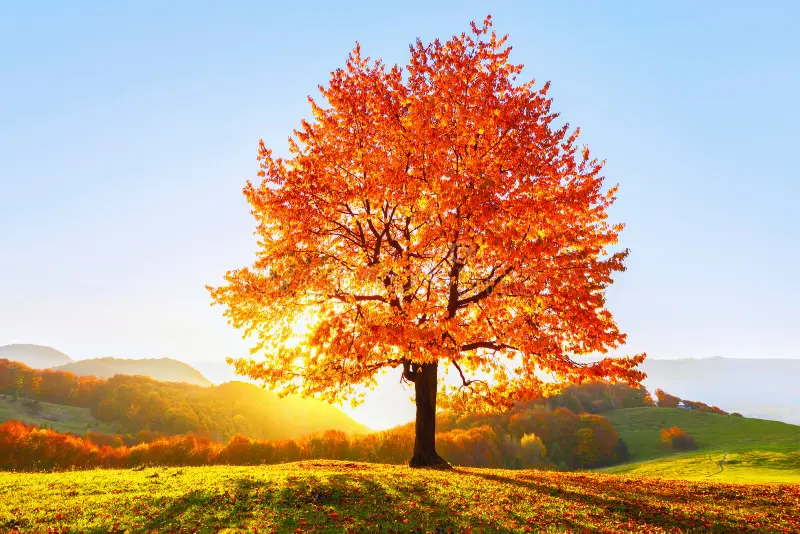 Autumn Tree(トドラー)【Chloe】