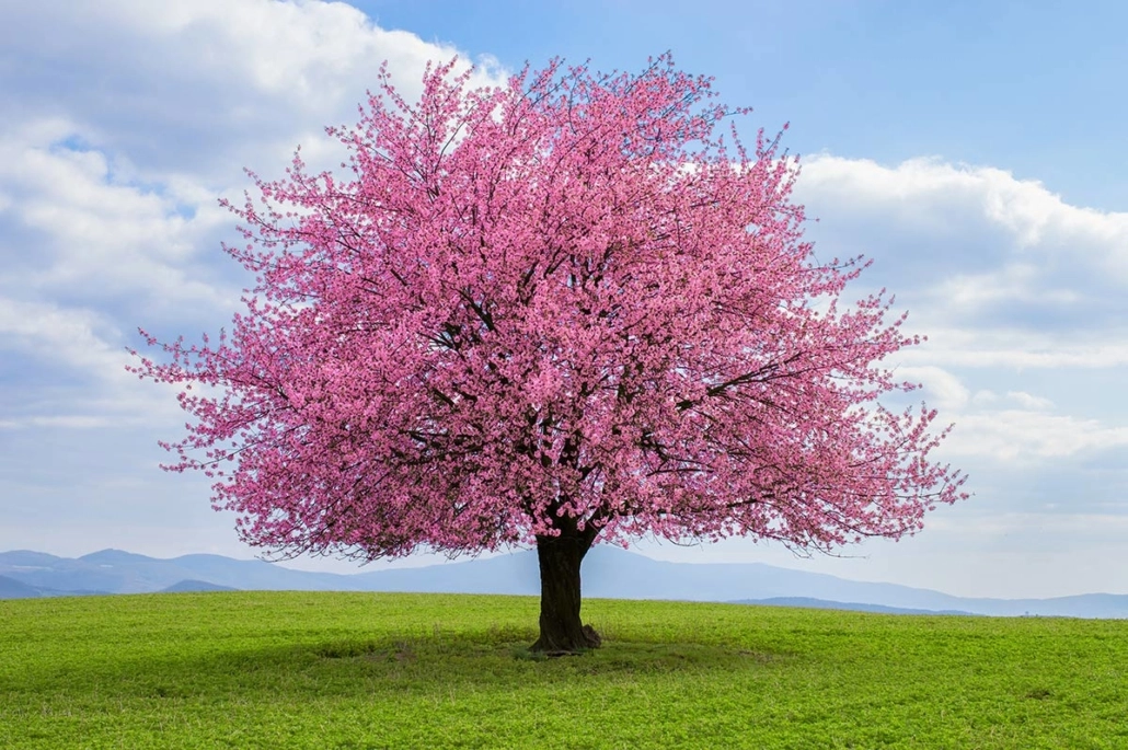 The Last Tree Standing(幼児)【Hugo】