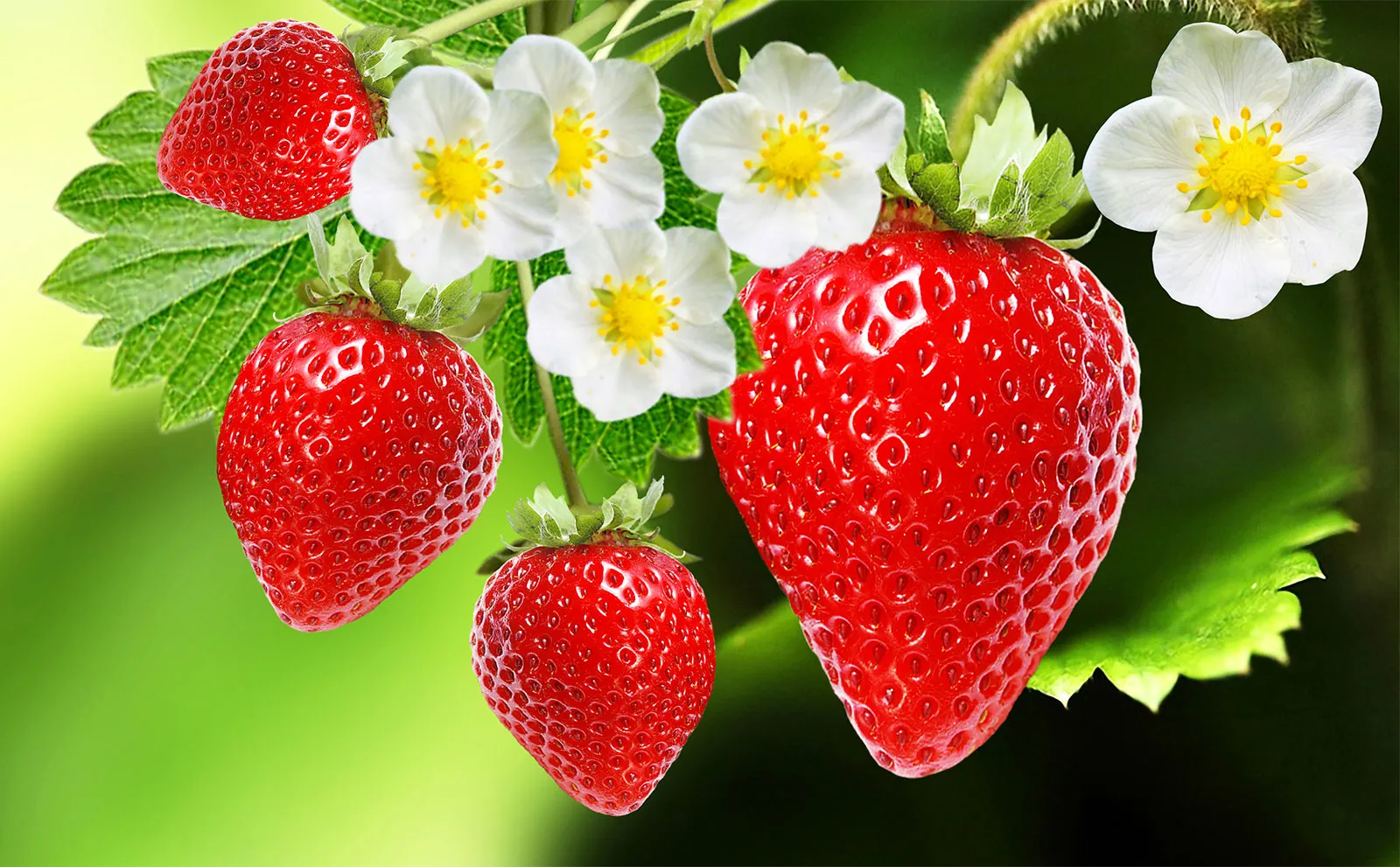 The Life Cycle of Strawberry(幼児)【Melody】
