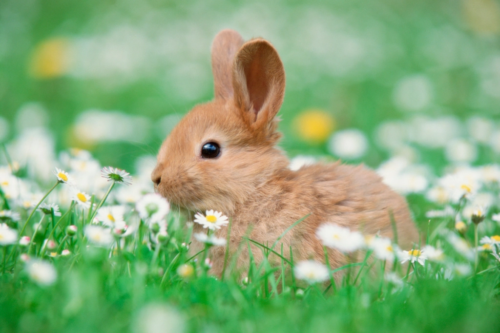 Hand Bunnies! (幼児)【Taylor】