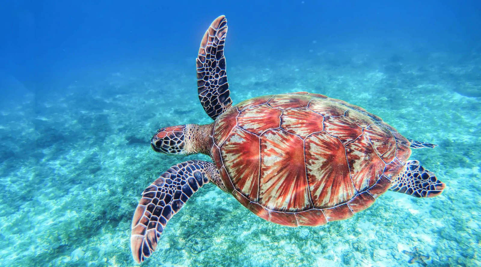 Sea animals Part1(幼児)【Chloe】