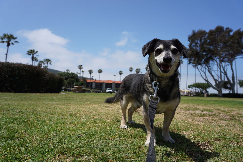08E718CB-59AA-4021-A922-005C90C451A6_1_105_c.jpeg