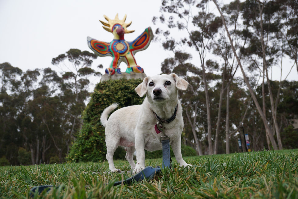 Sun God lawn UCSD adventure dog walks San Diego