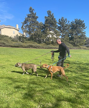 san diego dog walker