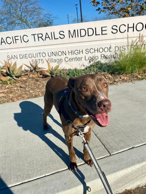 Charlie’s Destination Walks