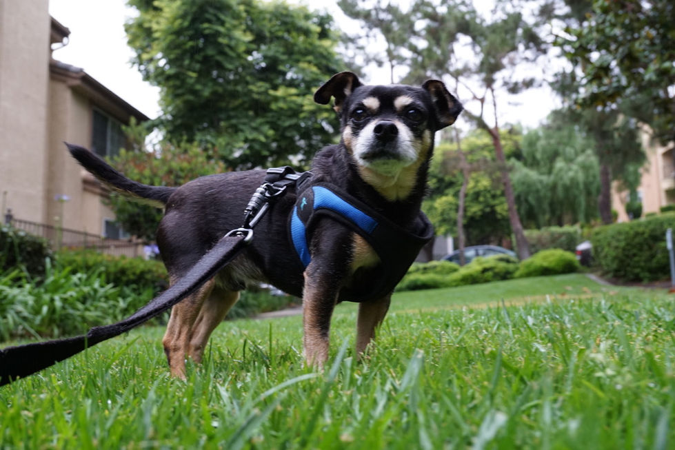 0A1068AE-D1DC-42DA-8246-4E5ED0F28505_1_105_c.jpeg