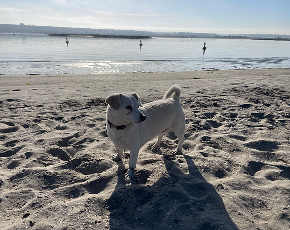 san-diego-del-mar-dog-walking-pet-sitting-photography