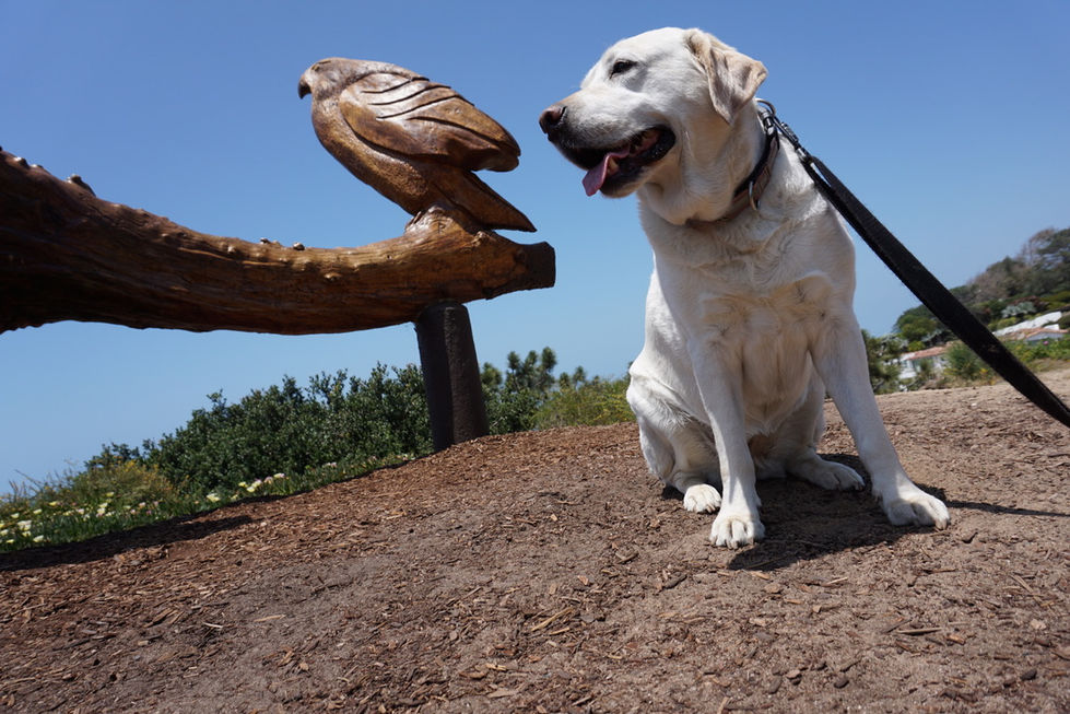 Liberty-Sunset-Seat-Dogwalk-Petsitting-Del-Mar-San-Diego