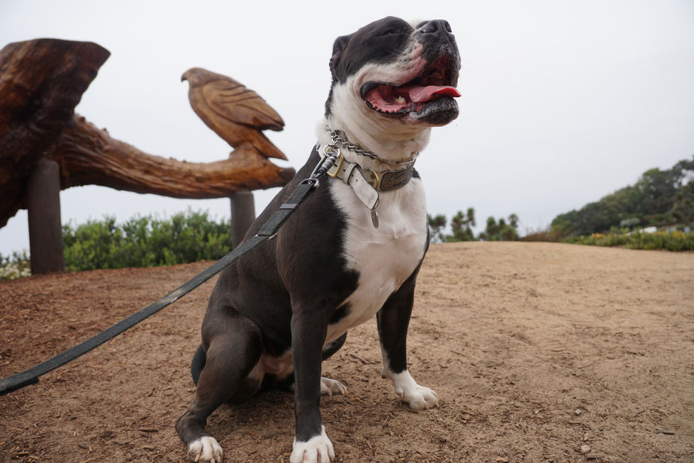 Sunset-Seat-Dogwalk-Petsitting-Del-Mar-San-Diego