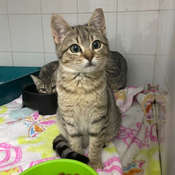 APAC Bolita gatita en adopción
