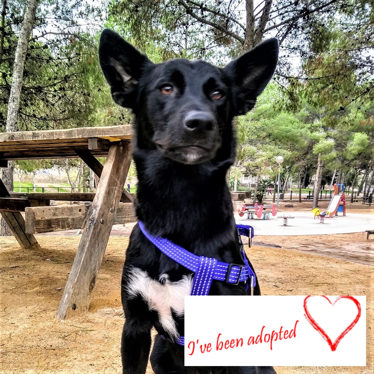 Linda adopted