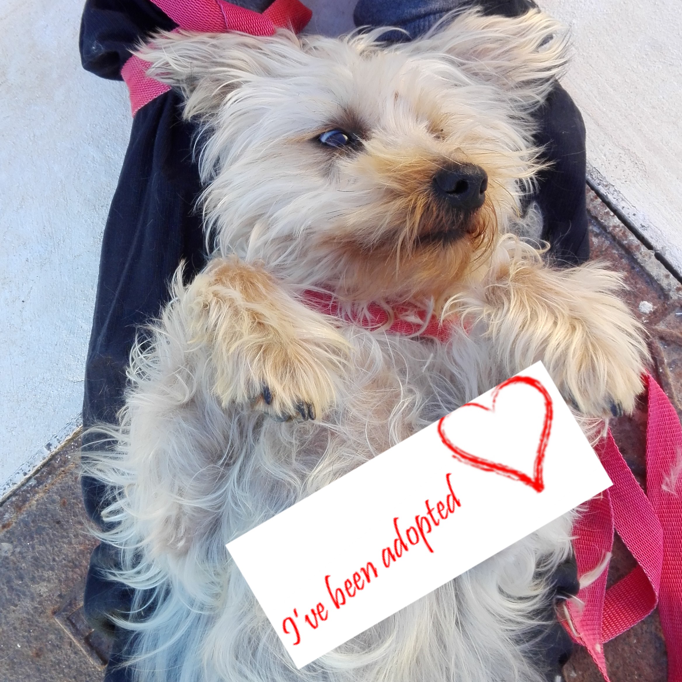 Astro yorkshire terrier adopted