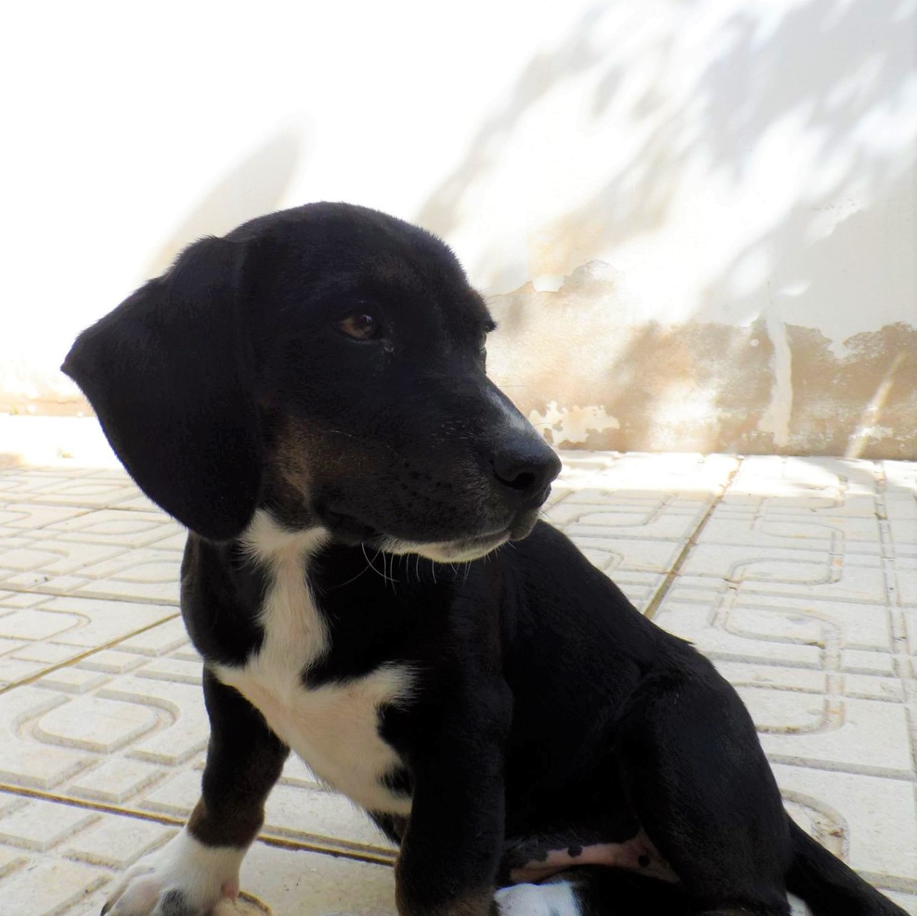 Penelope Asor adopted