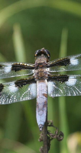 266j twelve-spotted skimmer m - cranberry bog_edited.jpg