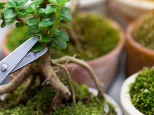 The Bonsai Method: Three Rules to 'Word-Diet' Clear Communications