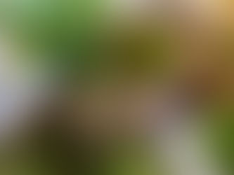 The Bonsai Method: Three Rules to 'Word-Diet' Clear Communications