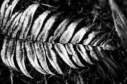 Végétation soufrière