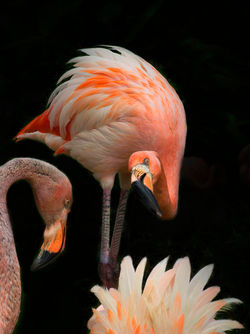 Flamands roses