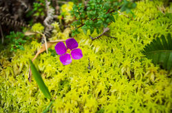 Mousse et fleur soufrière