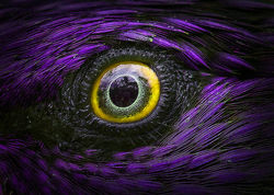 Loriquet technicolor