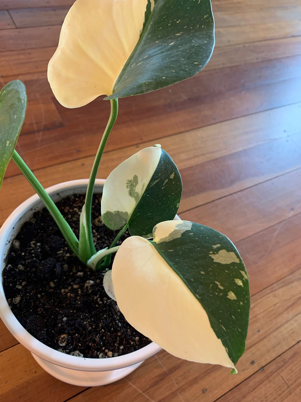 Thumbnail: Monstera Thai Constellation *Half Moon* - potted in White planter