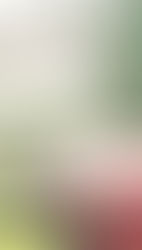 Don Tano Master Mezcalero Oaxacand Leyend Pt.1