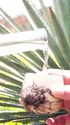 Don Tano Master Mezcalero Oaxacand Leyend Pt.1