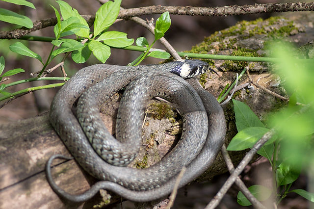 Вужі на подвір'ї