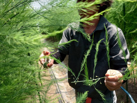 葉っぱカッター