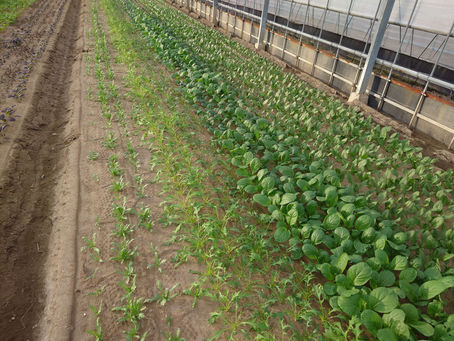 育ってきましたよー！