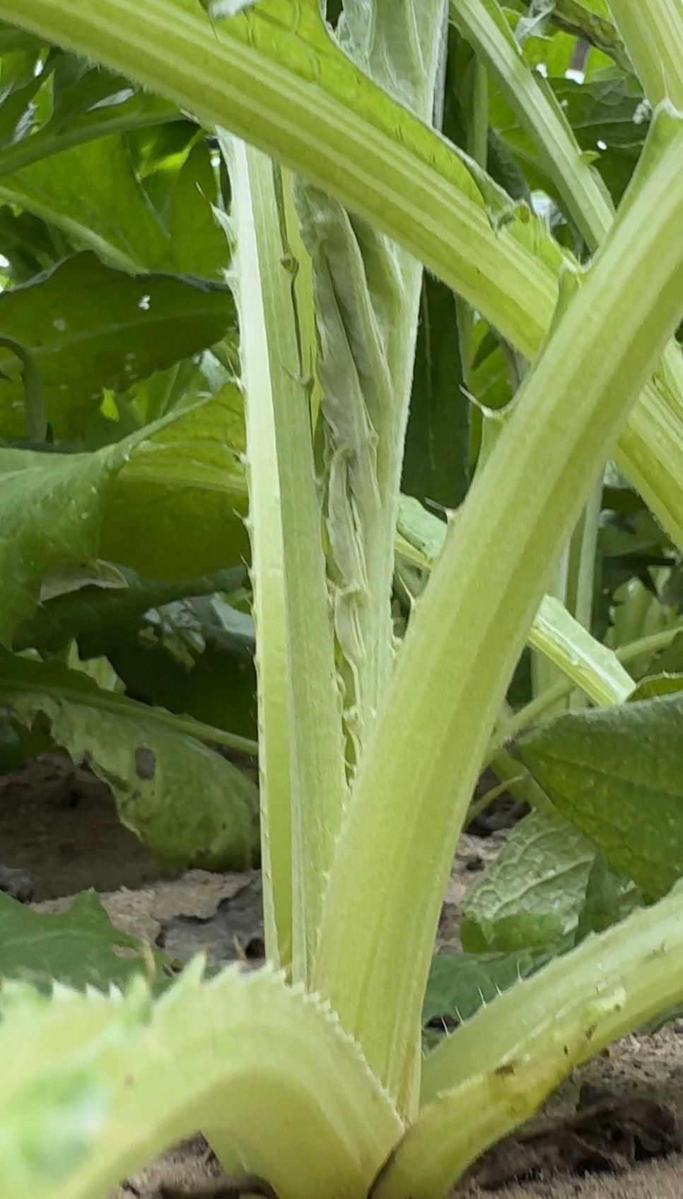 カルドン｜伊藤式農法で育てた希少西洋野菜｜Agleaf ZERO