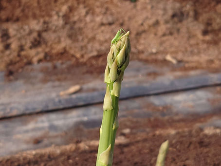 ハウスの中は暖かい