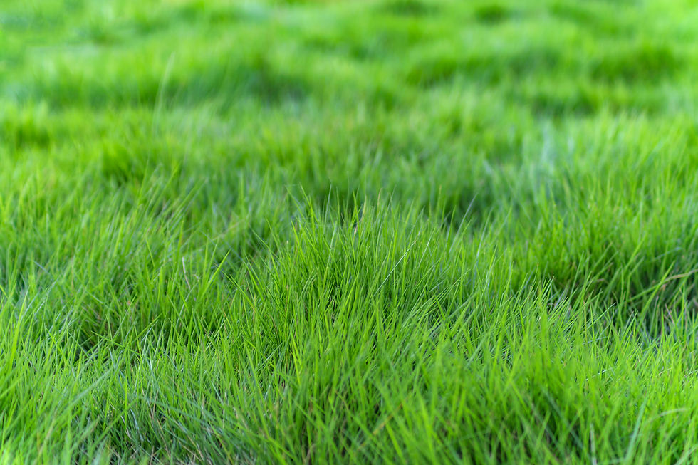 focus-effect-lush-natural-growth.jpg