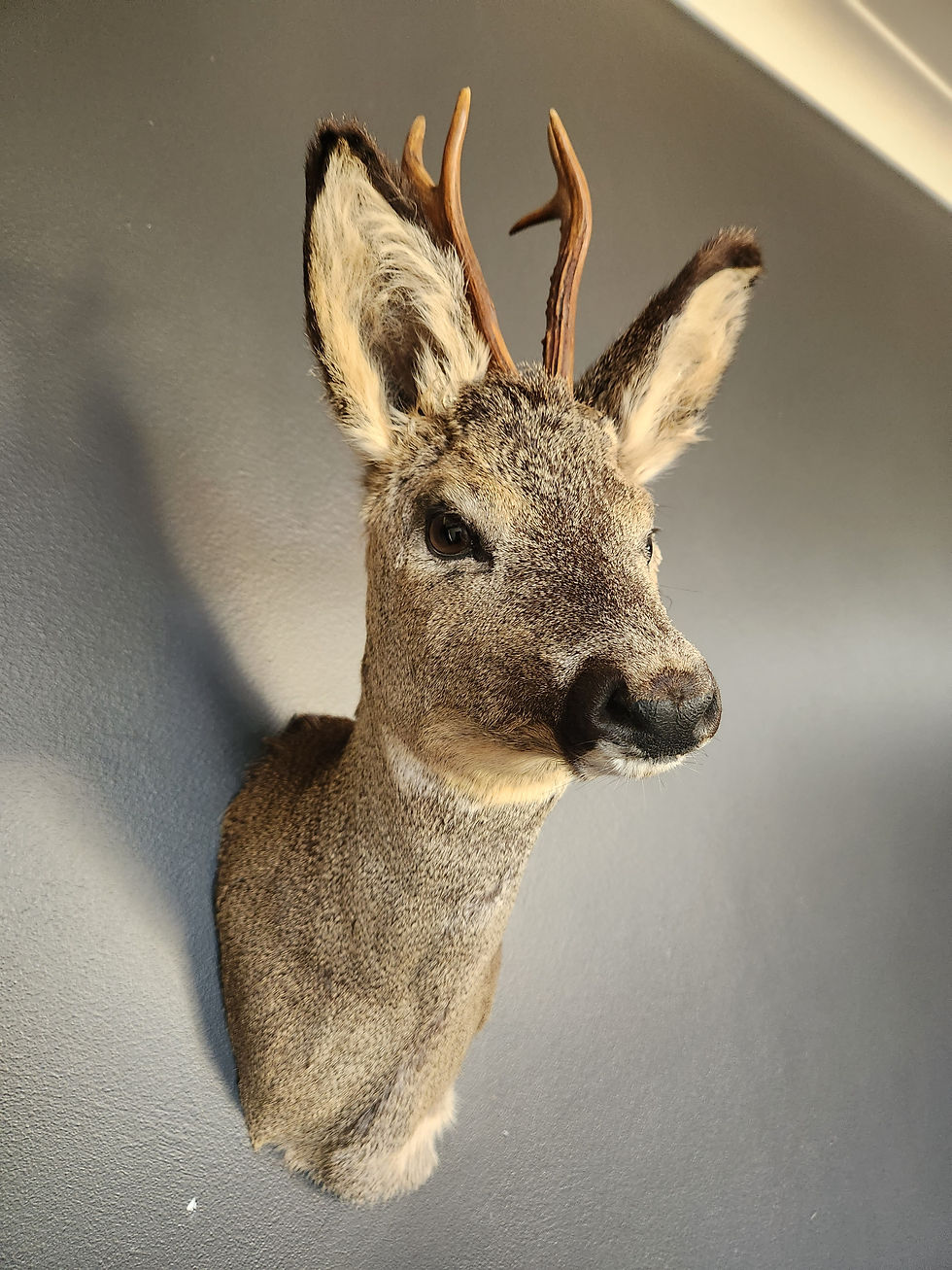 Thumbnail: Taxidermy Roe Deer Shoulder Mount #9