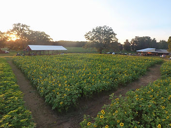 sunflower patch 2020.jpg