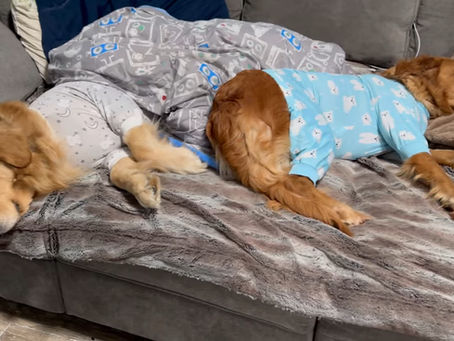 The Best Dog Beds for Golden Retrievers on Amazon.com