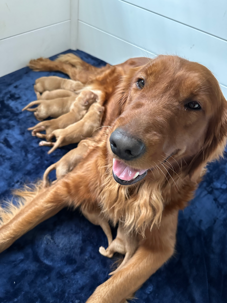 Golden Retriever female with puppies