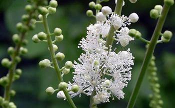 Natural Remedies for Fibromyalgia Pain - Blach Cohos