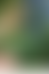 Cleavers: The Herb You’re Probably Cutting Down Without Realising