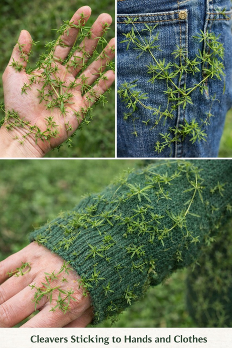 Cleavers: The Herb You’re Probably Cutting Down Without Realising
