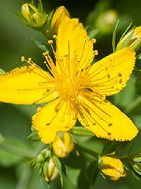 Some Natural Remedies for Fibromyalgia Pain