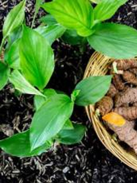 Natural Remedies for Fibromyalgia Pain - Turmeric