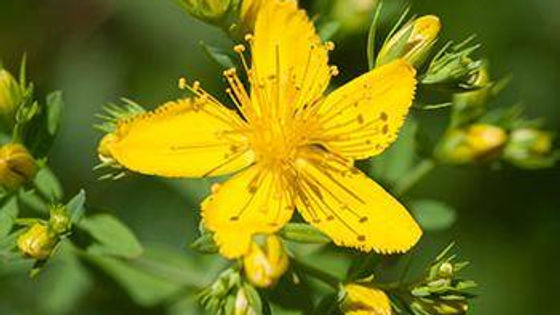 Some Natural Remedies for Fibromyalgia Pain