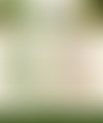 Moringa: Truth vs Hype