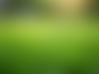 Top 5 Grass Seeds for Healthy Texas Lawns