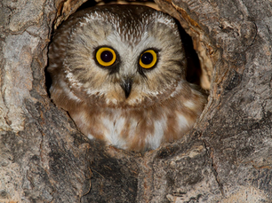 Room to Roam: An Owl’s Story