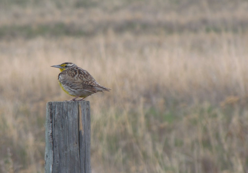 Rare Bird Alert Trip to Greater Victoria