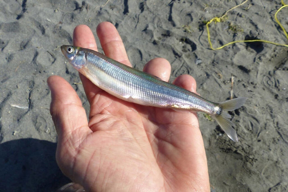 Forage Fish Spawning Habitat Monitoring: Volunteer Training