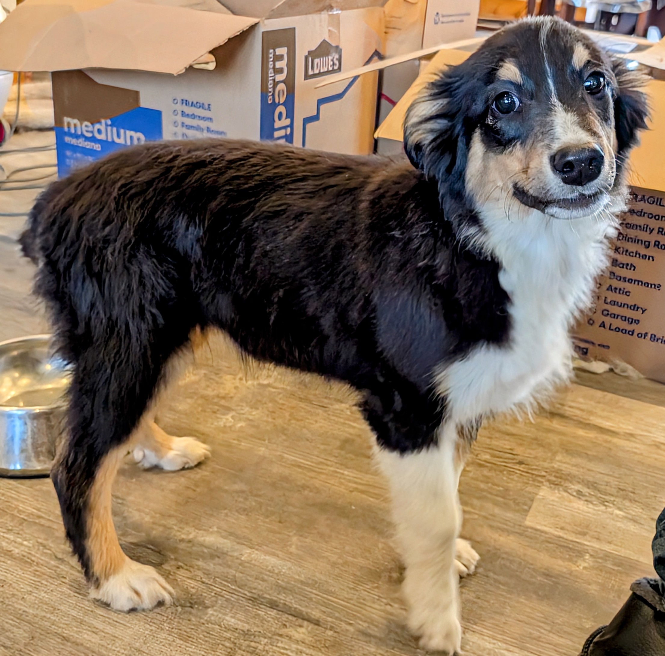 English Shepherd Puppies - Peter